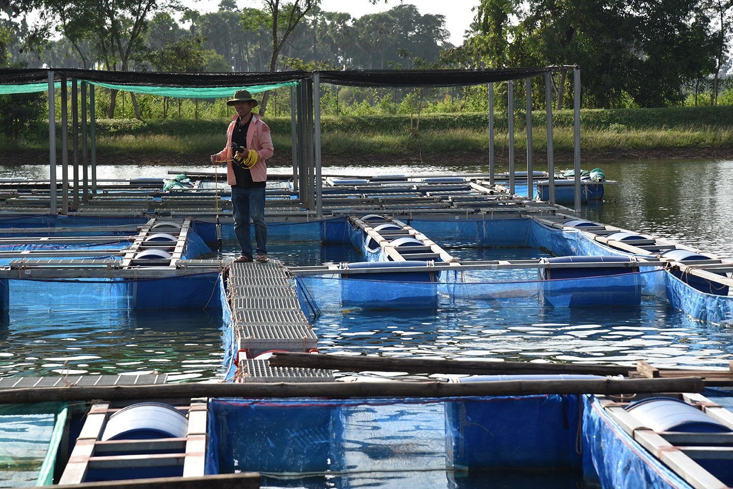 Smiling Gecko: Lächelnd um das Überleben kämpfen Smiling_Gecko_Farm_Fischzucht_6023_CARSTEN_HEINKE
